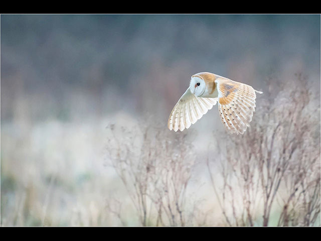 Barn-Owl-icy-Dawn.jpg